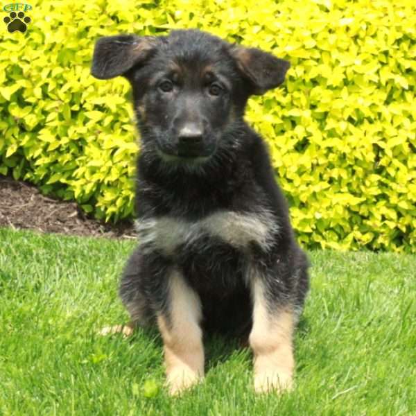 Tara, German Shepherd Puppy