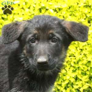 Tara, German Shepherd Puppy