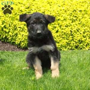 Tara, German Shepherd Puppy