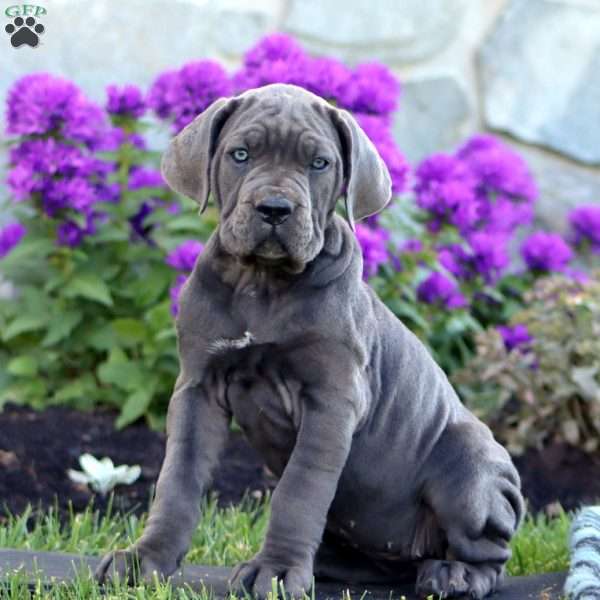 Tara, Cane Corso Puppy