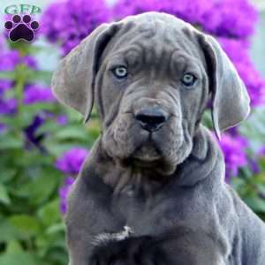 Tara, Cane Corso Puppy