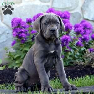 Tara, Cane Corso Puppy