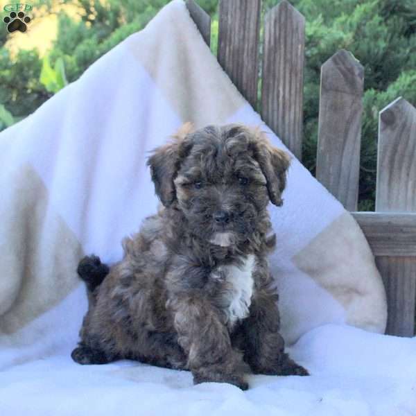 Tasha, Toy Poodle Puppy