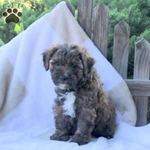 Tasha, Toy Poodle Puppy