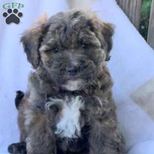 Tasha, Toy Poodle Puppy