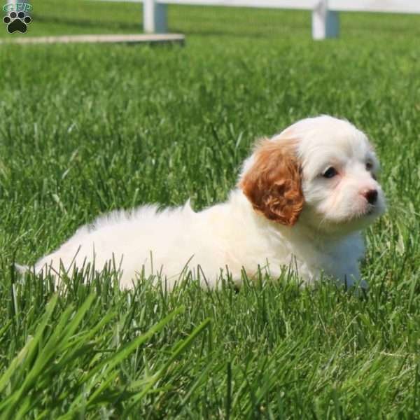 Tasha, Cavapoo Puppy