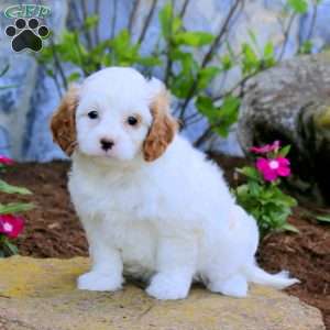 Tasha, Cavapoo Puppy