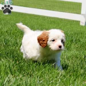 Tasha, Cavapoo Puppy