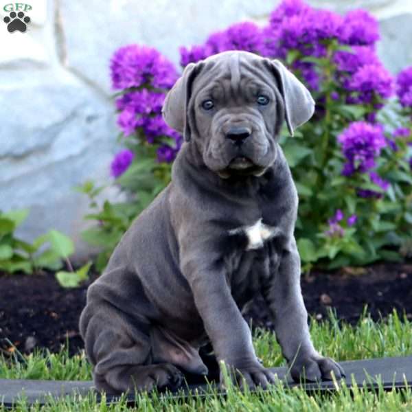 Tate, Cane Corso Puppy