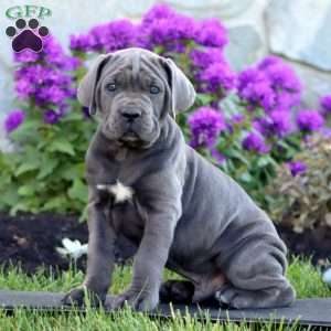Tate, Cane Corso Puppy