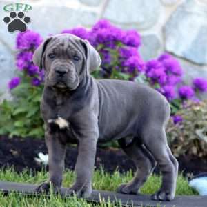 Tate, Cane Corso Puppy