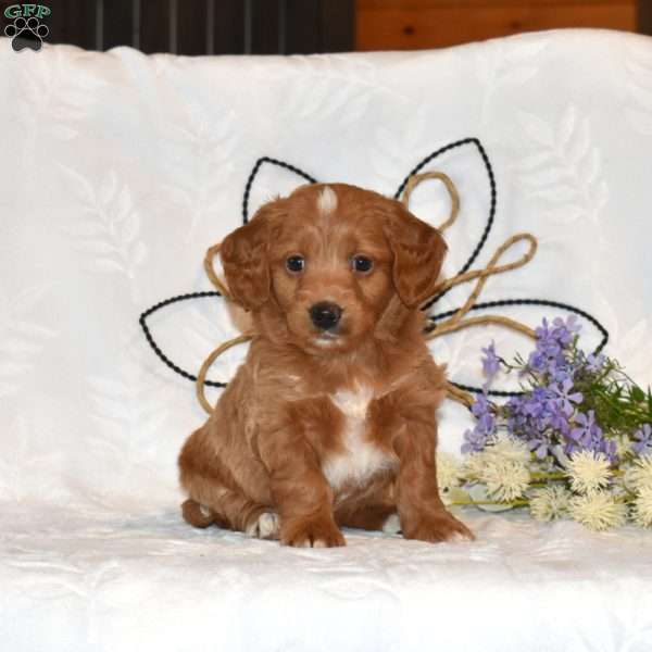 Teddy, Mini Goldendoodle Puppy
