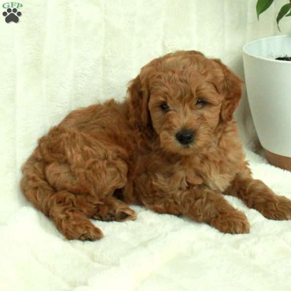 Teddy, Mini Goldendoodle Puppy