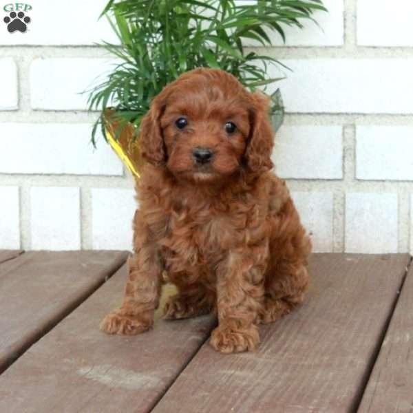 Teddy, Cavapoo Puppy