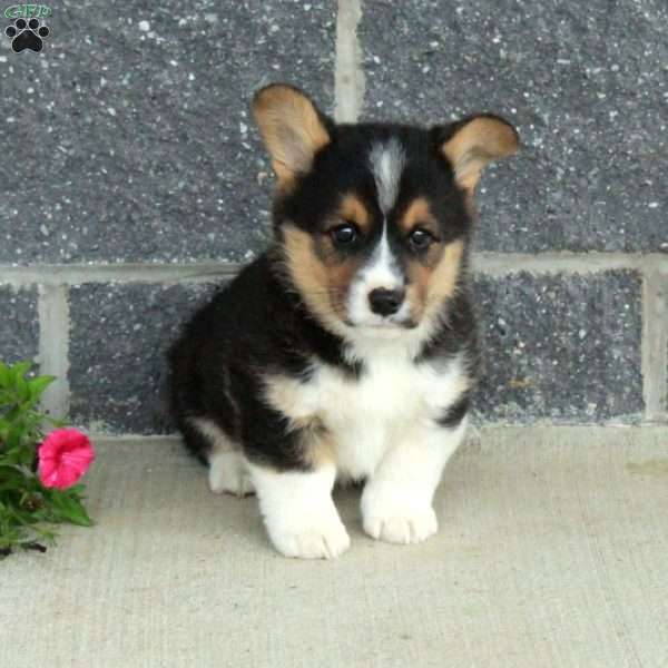 Teddy, Pembroke Welsh Corgi Puppy