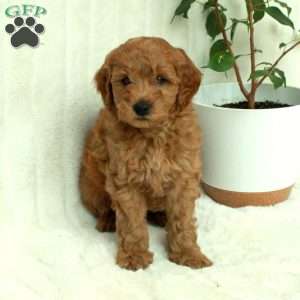 Teddy, Mini Goldendoodle Puppy