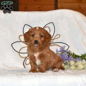 Teddy, Mini Goldendoodle Puppy