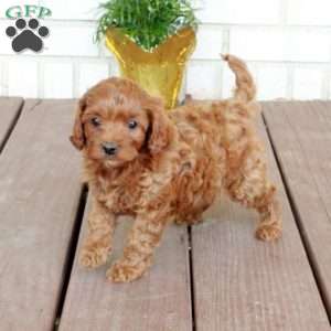 Teddy, Cavapoo Puppy