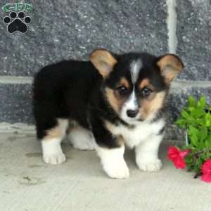 Teddy, Pembroke Welsh Corgi Puppy