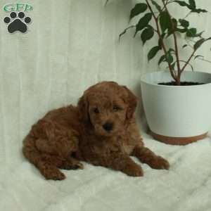 Teddy, Mini Goldendoodle Puppy