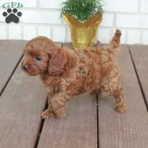 Teddy, Cavapoo Puppy