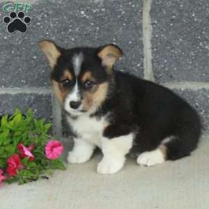 Teddy, Pembroke Welsh Corgi Puppy
