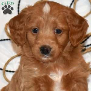 Teddy, Mini Goldendoodle Puppy