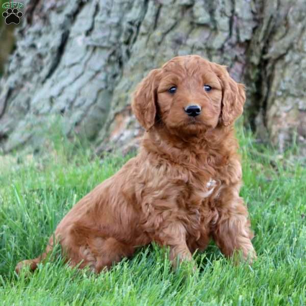 Teddy, Mini Goldendoodle Puppy