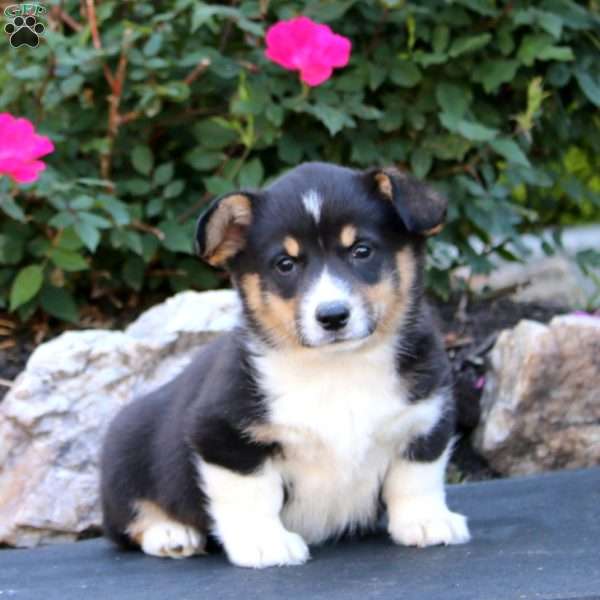 Teddy, Pembroke Welsh Corgi Puppy