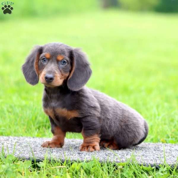 Teddy, Dachshund Puppy