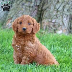 Teddy, Mini Goldendoodle Puppy
