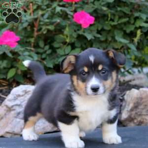 Teddy, Pembroke Welsh Corgi Puppy