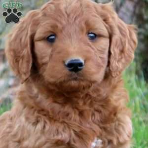 Teddy, Mini Goldendoodle Puppy