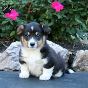 Teddy, Pembroke Welsh Corgi Puppy