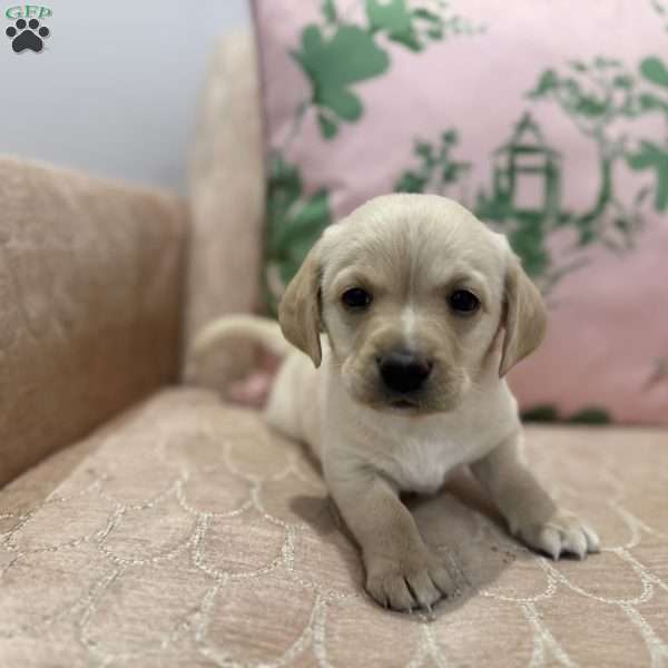 Teddy, Labradoodle Puppy