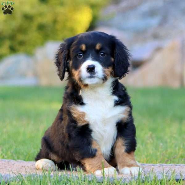 Teresa, Miniature Bernese Mountain Dog Puppy