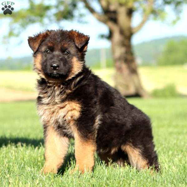 Teresa, German Shepherd Puppy