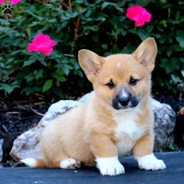 Teresa, Pembroke Welsh Corgi Puppy