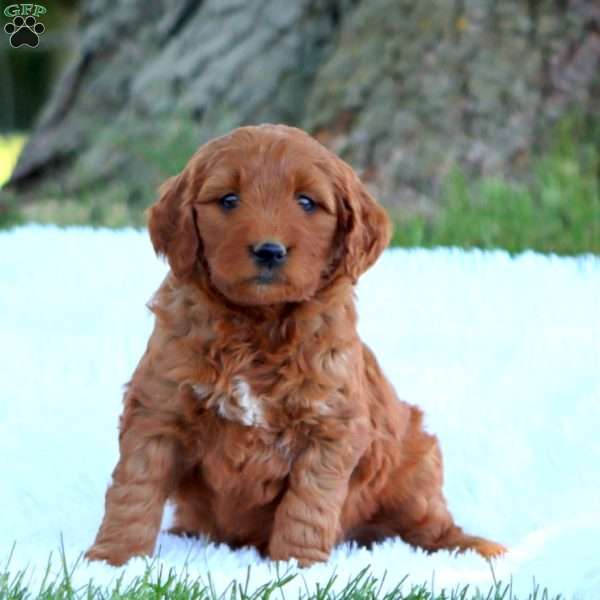 Teresa, Mini Goldendoodle Puppy