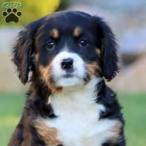 Teresa, Miniature Bernese Mountain Dog Puppy