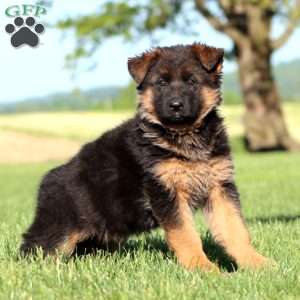 Teresa, German Shepherd Puppy