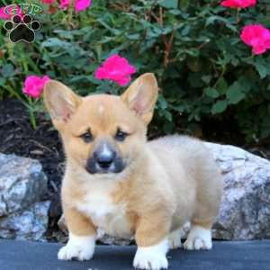 Teresa, Pembroke Welsh Corgi Puppy