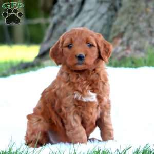 Teresa, Mini Goldendoodle Puppy