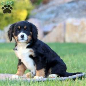 Teresa, Miniature Bernese Mountain Dog Puppy