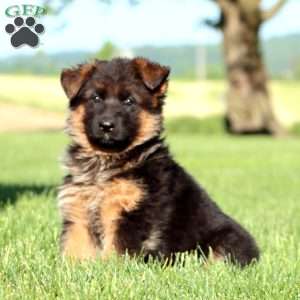 Teresa, German Shepherd Puppy