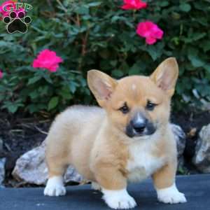 Teresa, Pembroke Welsh Corgi Puppy
