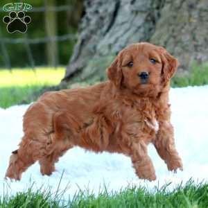 Teresa, Mini Goldendoodle Puppy