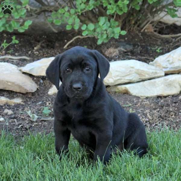 Terry, Black Labrador Retriever Puppy