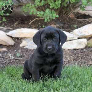 Terry, Black Labrador Retriever Puppy