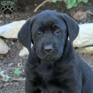 Terry, Black Labrador Retriever Puppy
